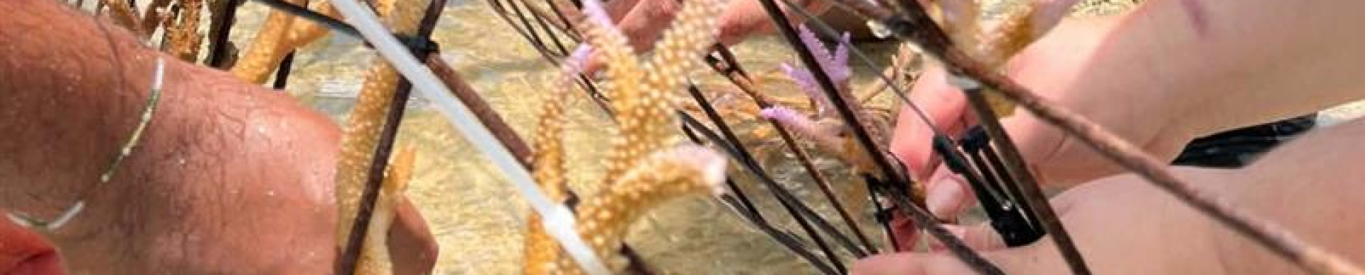 hands planting coral