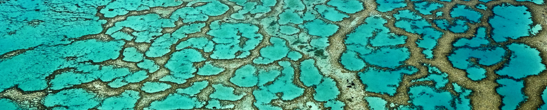 Coral Reef Stuart Chape