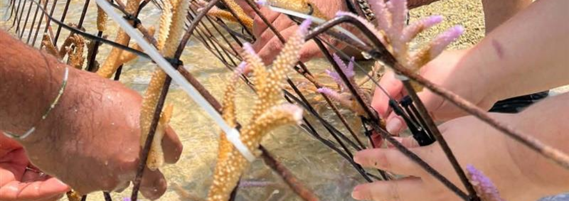 hands planting coral