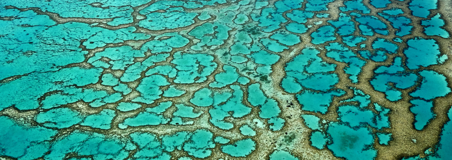 Coral Reef Stuart Chape