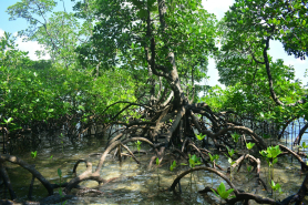 Mangrove Protection in Samoa