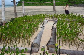 Mangrove Protection in Tuvalu