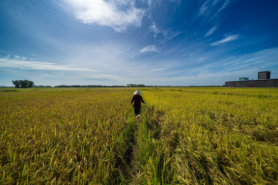 Planting the seeds for a climate resilient future in Viet Nam