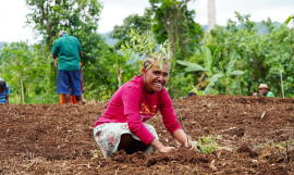 Native tree replanting during the PEBACC+ Learning Event in Vanuatu, November 2025.