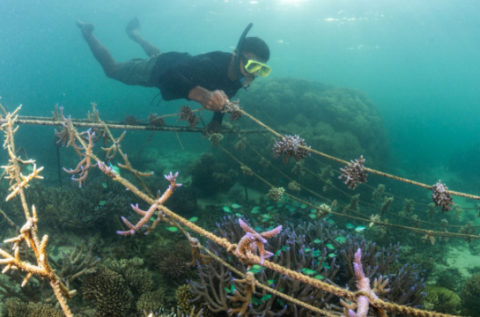 Resilient corals, resilient communities