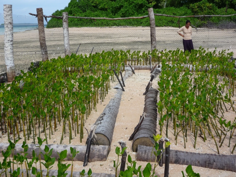 Mangrove Protection in Niue